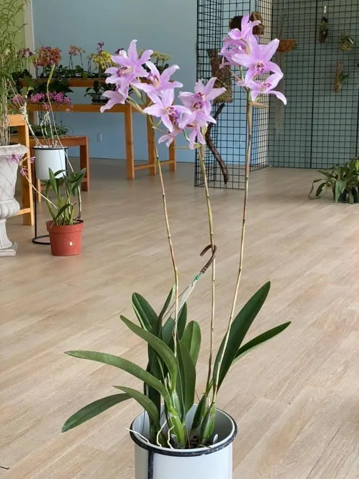 Laelia Summit ‘Tomiko’ - Image 7