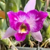 Laelia Anceps ‘Sanbar Super Splash’ AM/AOS - Image 4