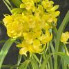 Cymbidium Foxfire Mini Pharaoh ‘Malcome’ - Image 3