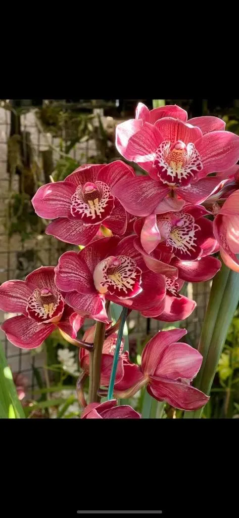 Cymbidium Barrita Flame 'Red Rock' - Image 2
