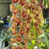 Cymbidium Doctor Len ‘Geyserland' B/CSA, HCC/AOS - Image 4