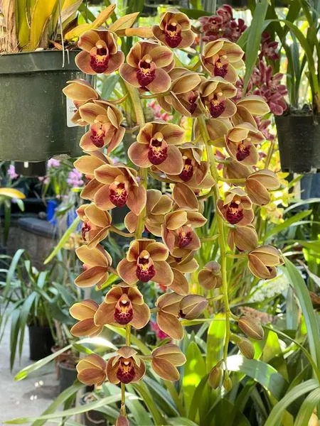 Cymbidium Doctor Len ‘Geyserland' B/CSA, HCC/AOS - Image 4