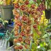 Cymbidium Doctor Len ‘Geyserland' B/CSA, HCC/AOS - Image 5