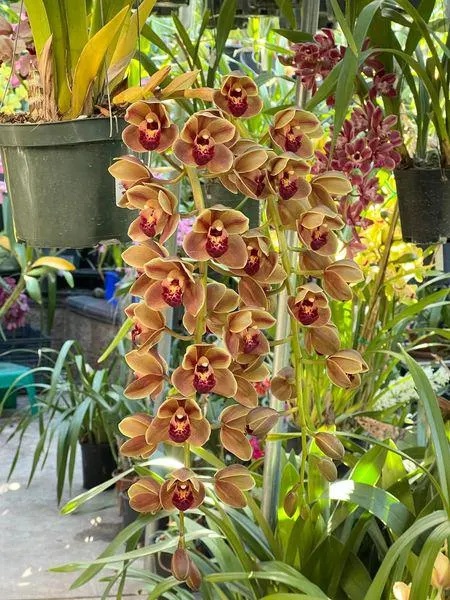 Cymbidium Doctor Len ‘Geyserland' B/CSA, HCC/AOS - Image 5