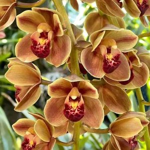 Cymbidium Doctor Len ‘Geyserland' B/CSA, HCC/AOS