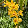 Cymbidium Mad Mouse 'Yellow' - Image 8