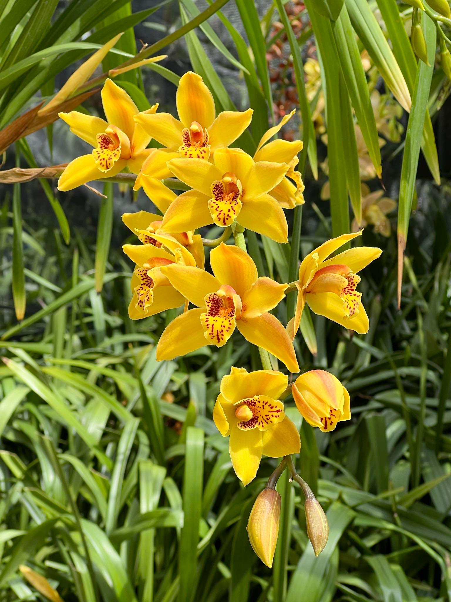 Cymbidium Mad Mouse 'Yellow' - Image 8