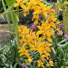 Cymbidium Mad Mouse 'Yellow' - Image 3