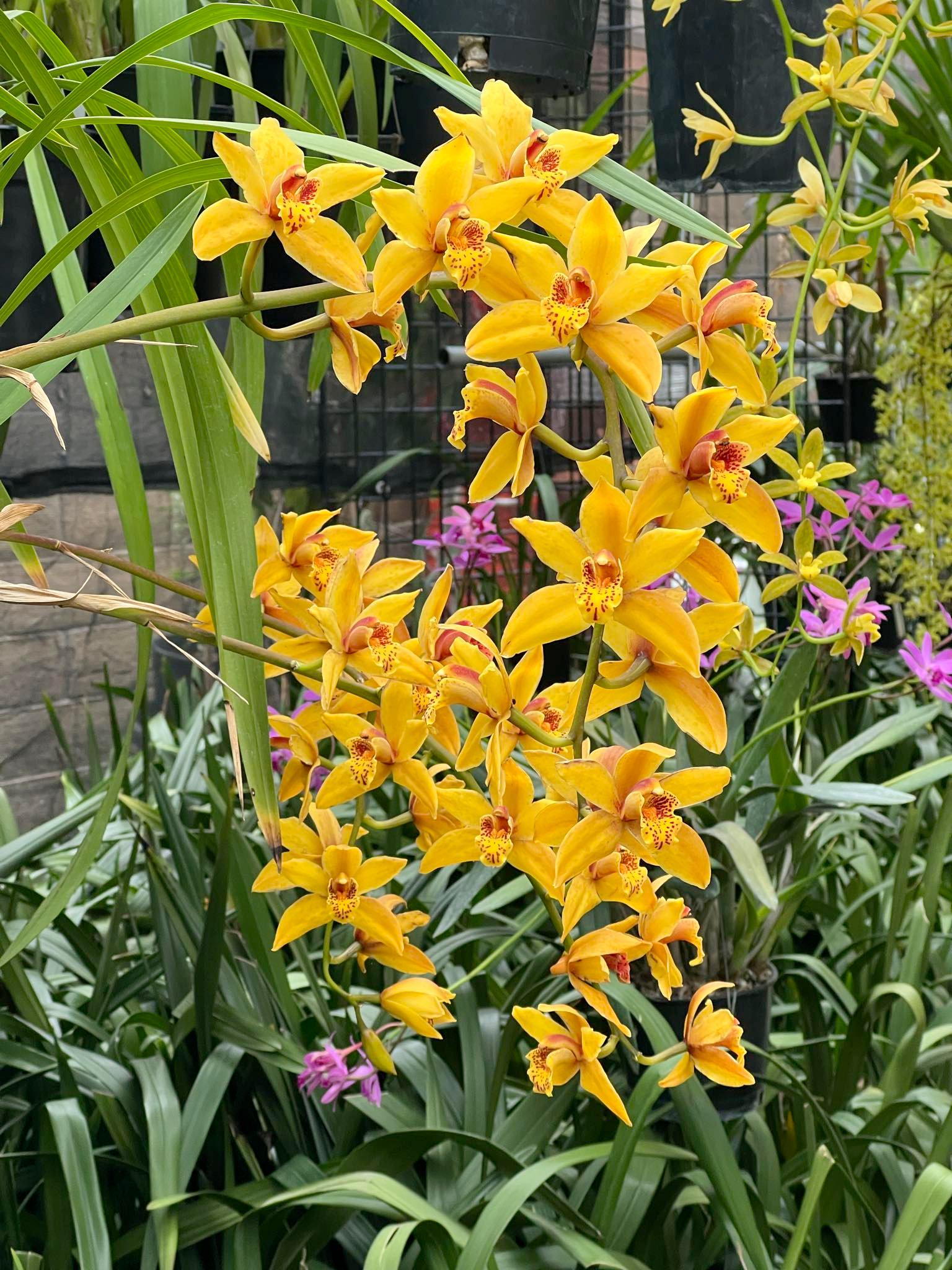 Cymbidium Mad Mouse 'Yellow' - Image 3