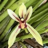 Cymbidium dyanum - Image 6