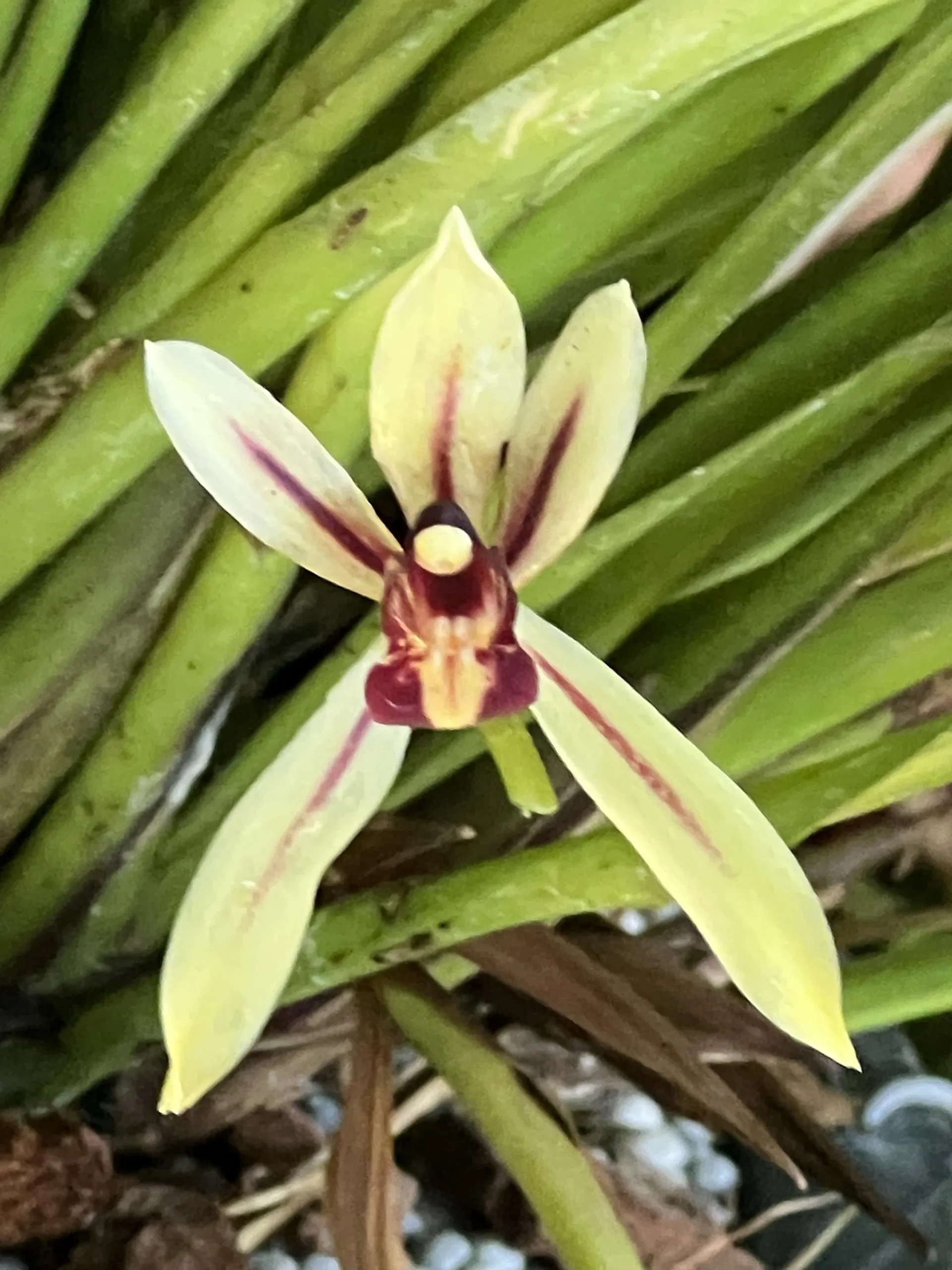 Cymbidium dyanum - Image 6