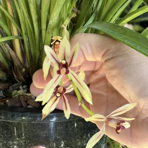 Alternative view of Cymbidium dyanum