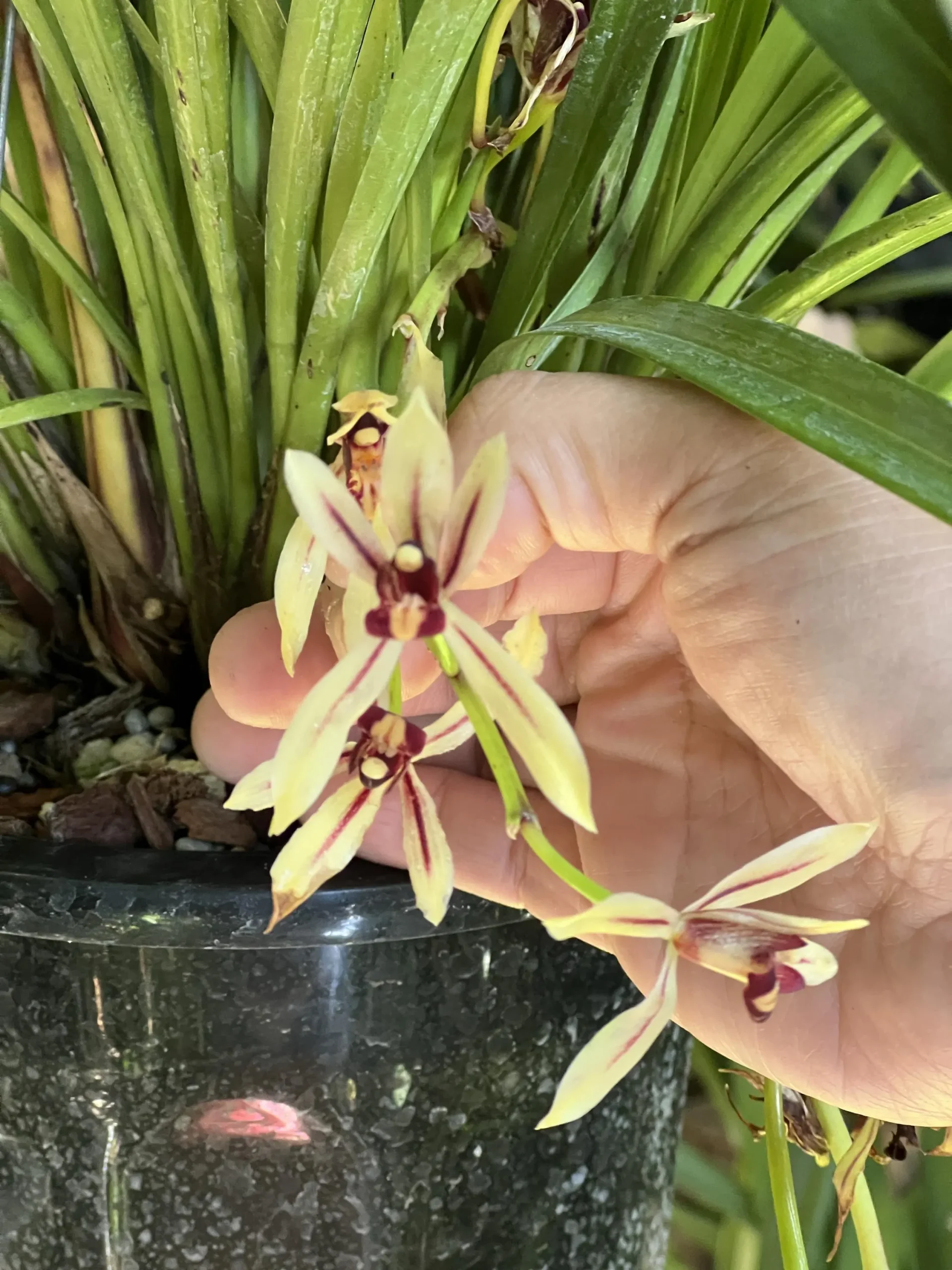 Cymbidium dyanum - Image 2