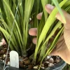 Cymbidium dyanum - Image 5