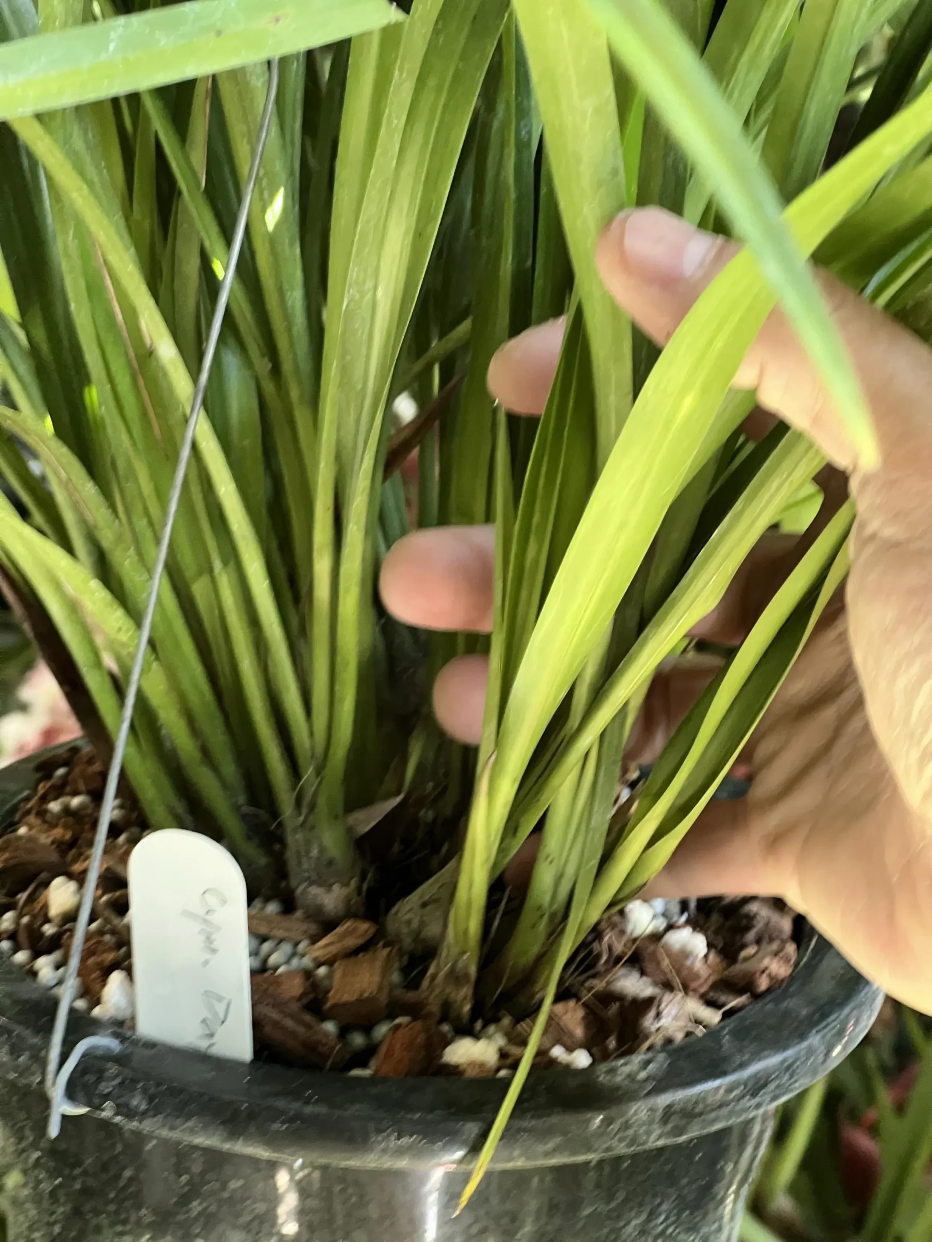 Cymbidium dyanum - Image 5