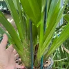 Cymbidium Lambert Day ~ Supper Fragrant - Image 9
