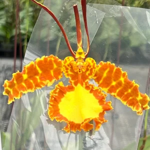 Psychopsis Mariposa 'Green Valley'