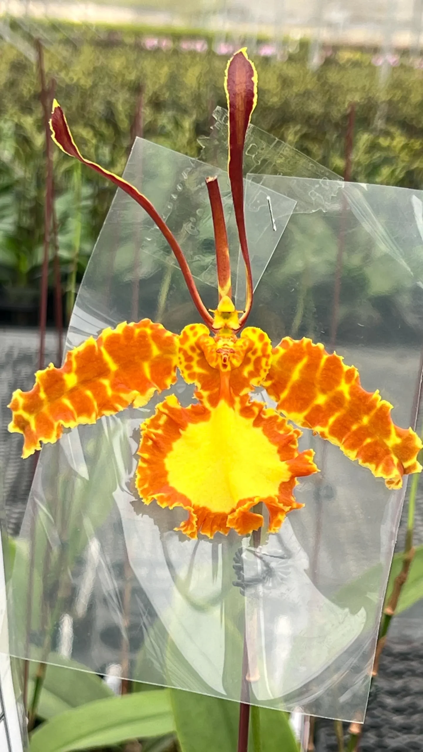 Psychopsis Mariposa 'Green Valley'