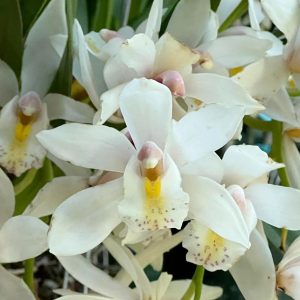 Cymbidium White Rabbit ’Modoc’. Very Fragrant.