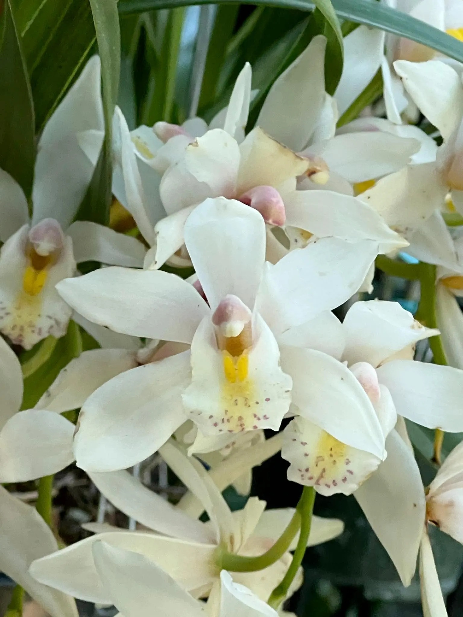 Cymbidium White Rabbit ’Modoc’. Very Fragrant.