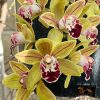 Cymbidium Saigon Sunrise - Image 3