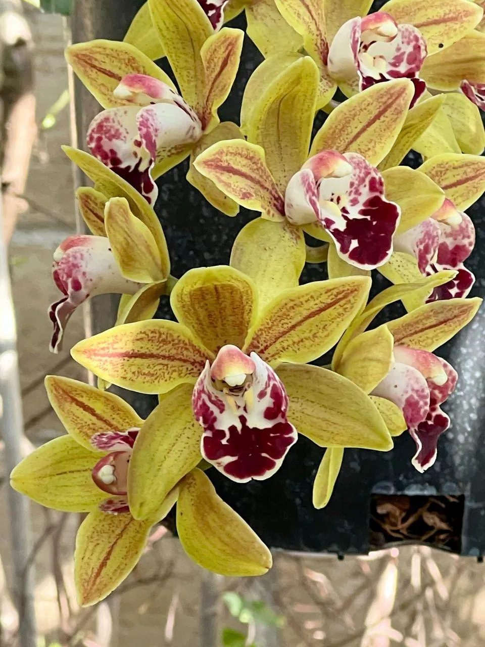 Cymbidium Saigon Sunrise - Image 3