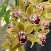 Cymbidium Saigon Sunrise - Image 2
