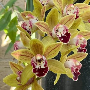 Alternative view of Cymbidium Saigon Sunrise