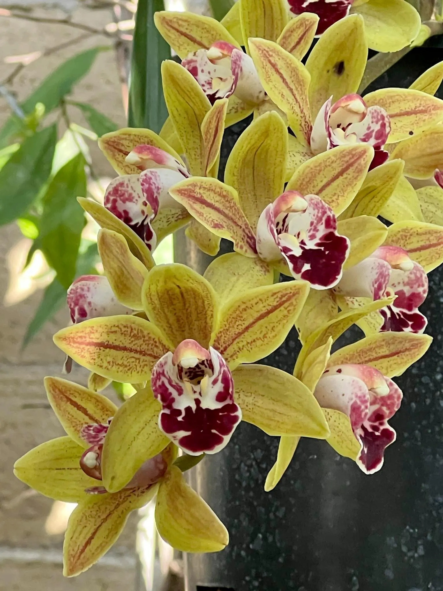 Cymbidium Saigon Sunrise - Image 2