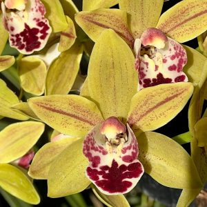 Cymbidium Saigon Sunrise