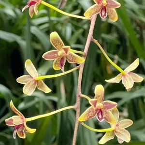 Cymbidium Little Black Samboo 'Cinnabar'