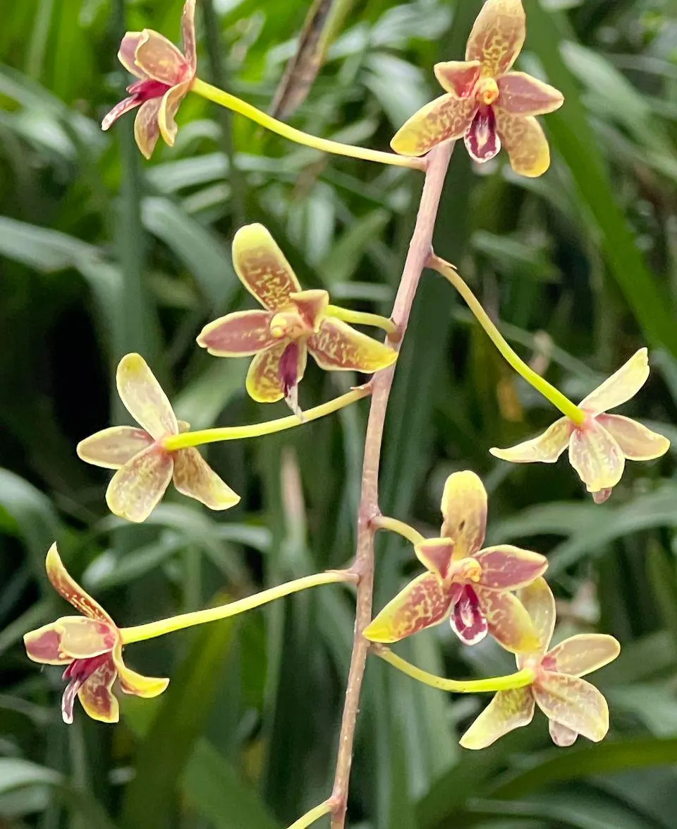 Cymbidium Little Black Samboo 'Cinnabar'