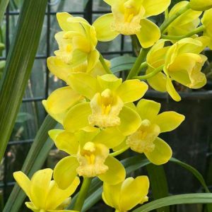 Cymbidium Foxfire Mini Pharaoh ‘Malcome’
