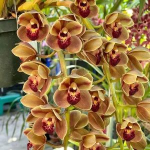 Alternative view of Cymbidium Doctor Len ‘Geyserland' B/CSA, HCC/AOS