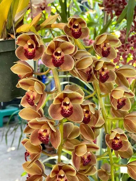 Alternative view of Cymbidium Doctor Len ‘Geyserland' B/CSA, HCC/AOS