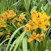 Cymbidium Mad Mouse 'Yellow' - Image 6