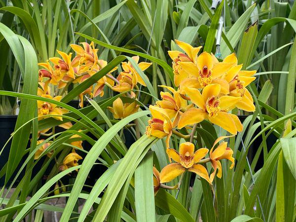 Cymbidium Mad Mouse 'Yellow' - Image 6