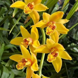 Cymbidium Mad Mouse 'Yellow'