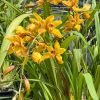 Cymbidium Mad Mouse 'Yellow' - Image 7