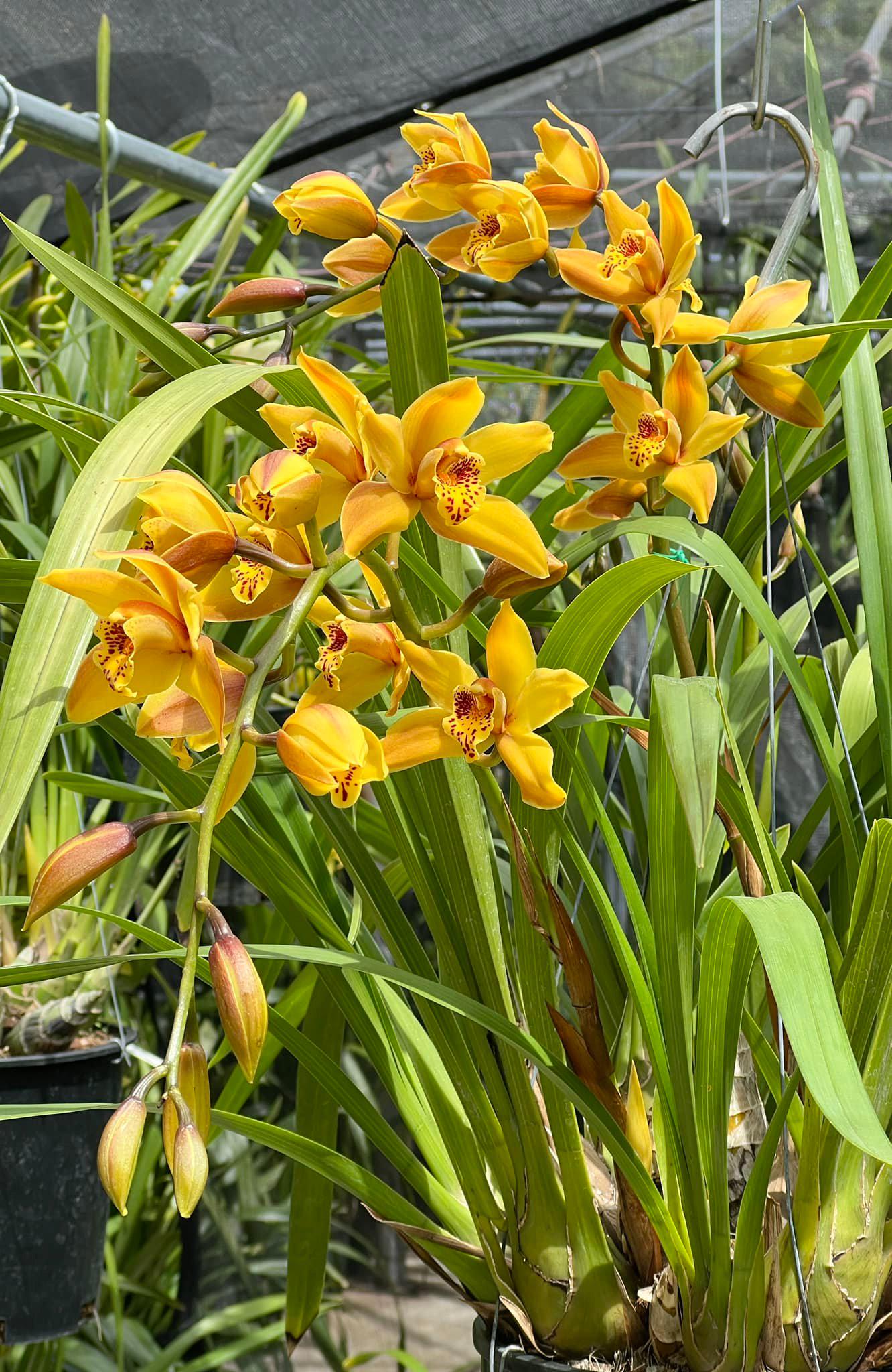 Cymbidium Mad Mouse 'Yellow' - Image 7