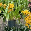 Cymbidium Mad Mouse 'Yellow' - Image 5