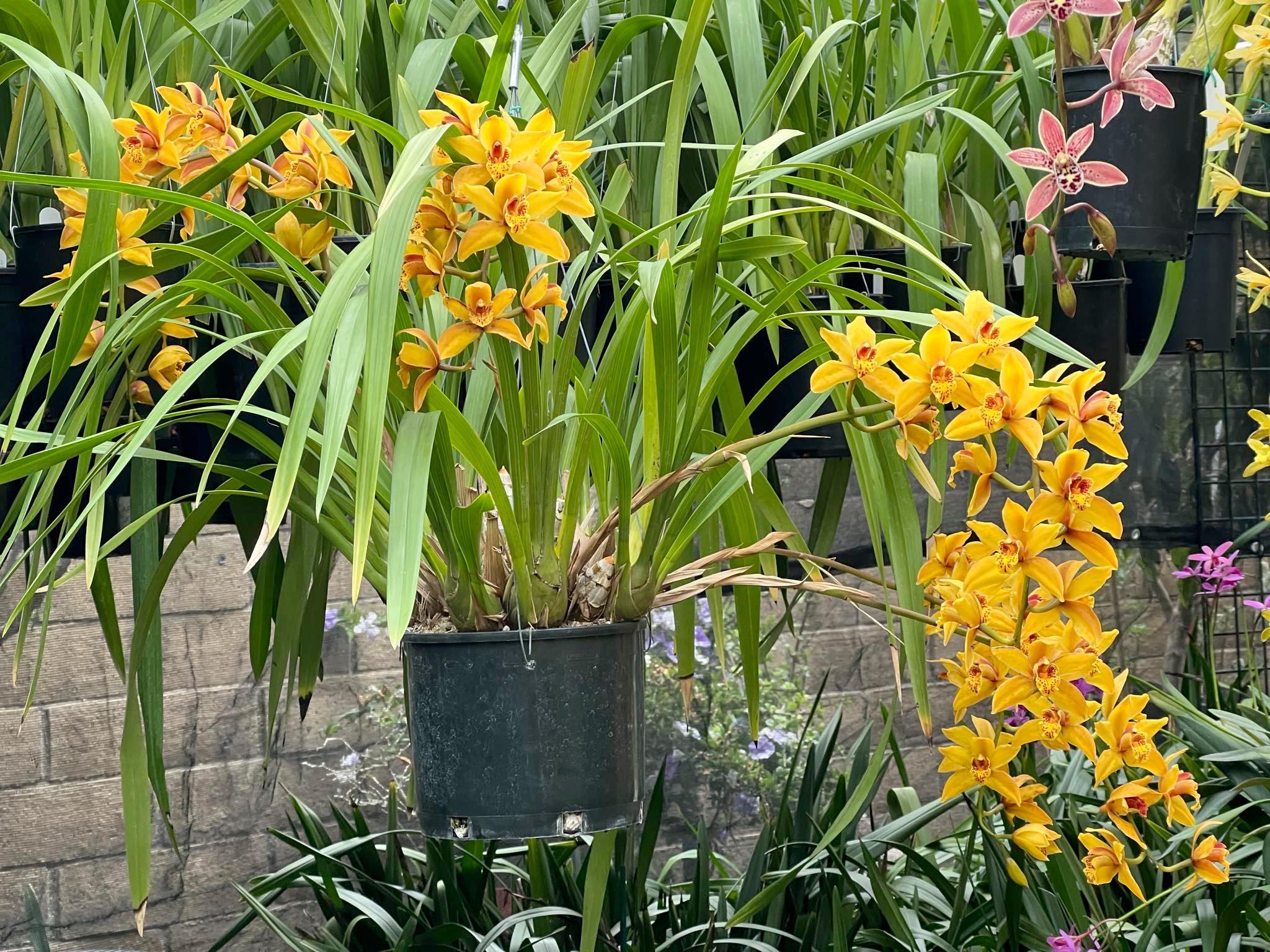 Cymbidium Mad Mouse 'Yellow' - Image 5