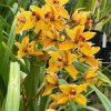Cymbidium Mad Mouse 'Yellow' - Image 4