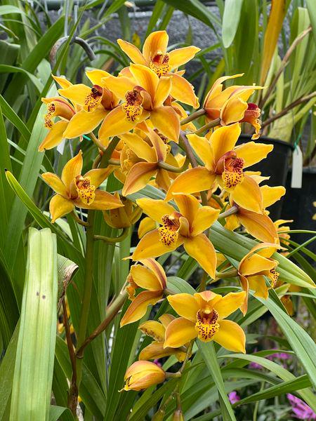Cymbidium Mad Mouse 'Yellow' - Image 4