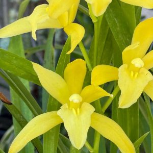 Cymbidium Golden Elf 'Sundust' HCC/AOS