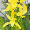 Cymbidium Golden Elf 'Sundust' HCC/AOS - Image 3