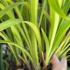 Cymbidium Golden Elf 'Sundust' HCC/AOS - Image 4