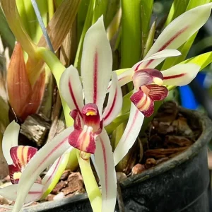 Cymbidium dyanum