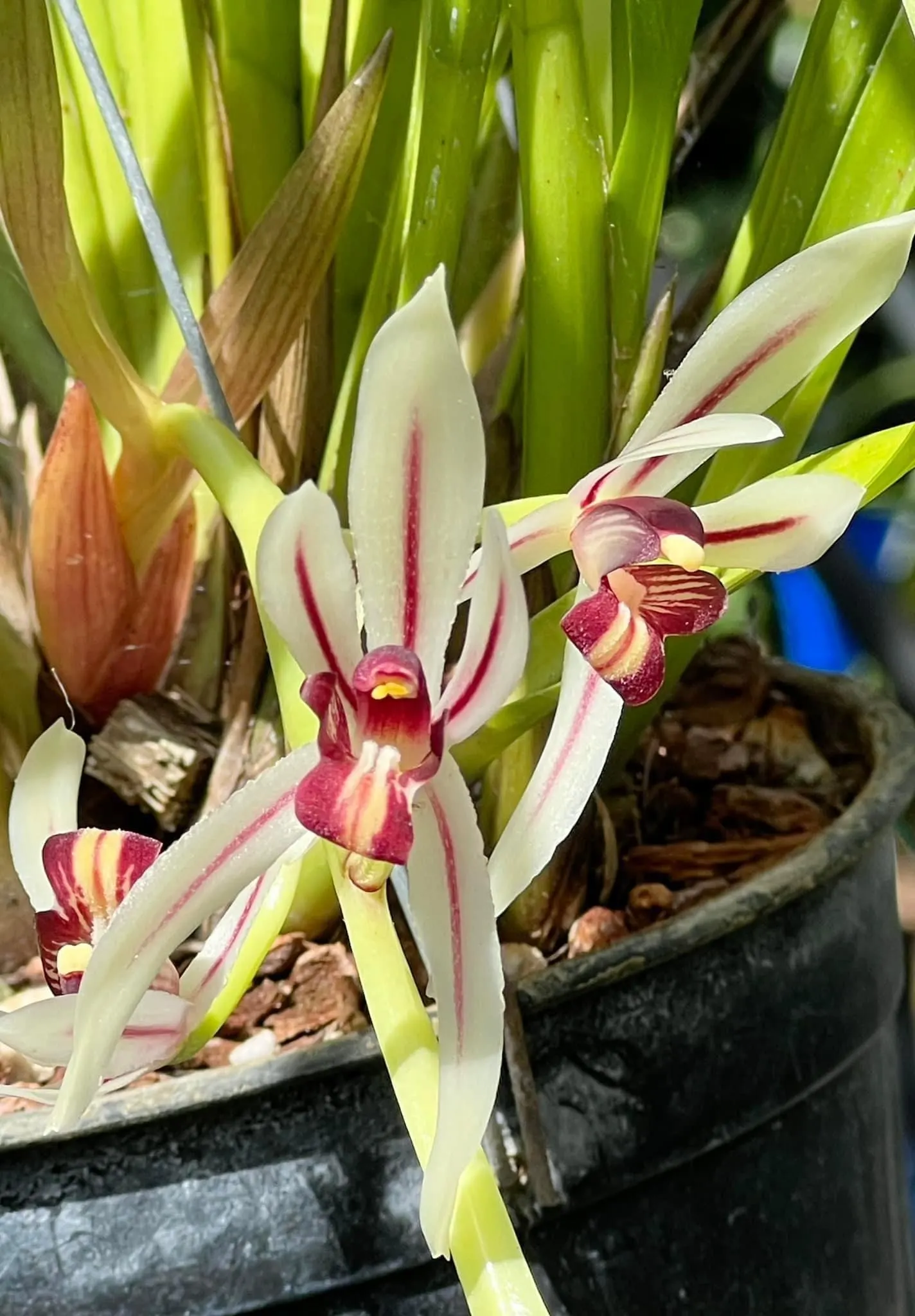 Cymbidium dyanum
