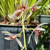 Cymbidium dyanum - Image 4